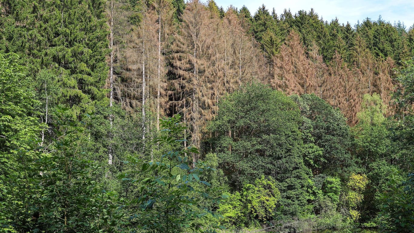 Abgestorbene Nadelbäume: Auch in Karlsruhe leiden die Bäume unter der Trockenheit.