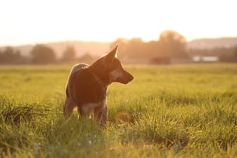 Junger Deutscher Schäferhund im Sonnenlicht: In der Nähe von Karlsruhe wurde eine Frau von dem Hund ihres Mannes gebissen.