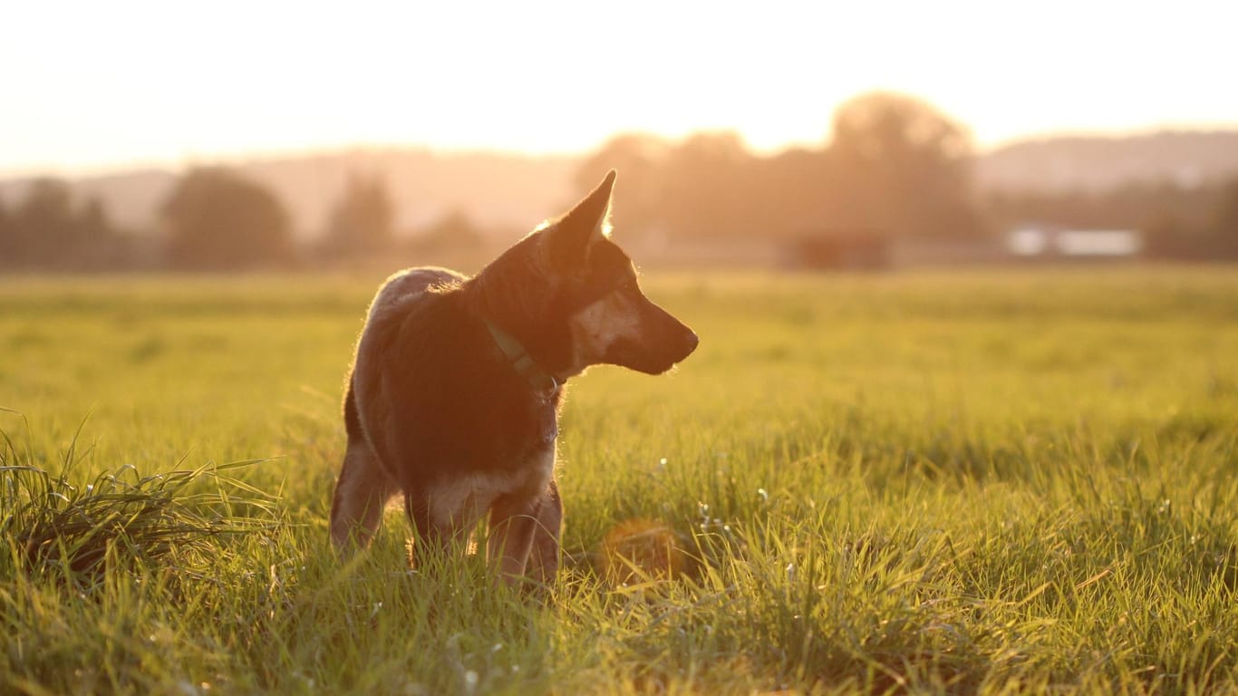 Junger Deutscher Schäferhund im Sonnenlicht: In der Nähe von Karlsruhe wurde eine Frau von dem Hund ihres Mannes gebissen.
