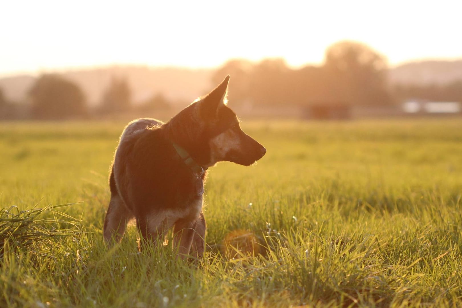 Junger Deutscher Schäferhund im Sonnenlicht: In der Nähe von Karlsruhe wurde eine Frau von dem Hund ihres Mannes gebissen.