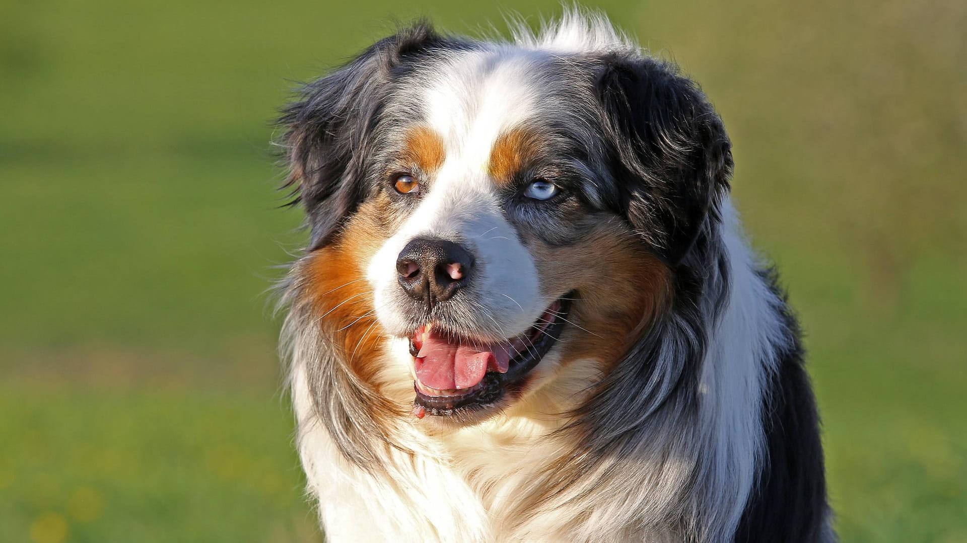 Ein Australian Shepherd: Auf einem Campingplatz wurde eine Dreijährige angegriffen. (Symbolbild) Ein Australian Shepherd: Auf einem Campingplatz wurde eine Dreijährige angegriffen. (Symbolbild)
