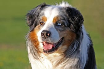 Ein Australian Shepherd: Auf einem Campingplatz wurde eine Dreijährige angegriffen. (Symbolbild)