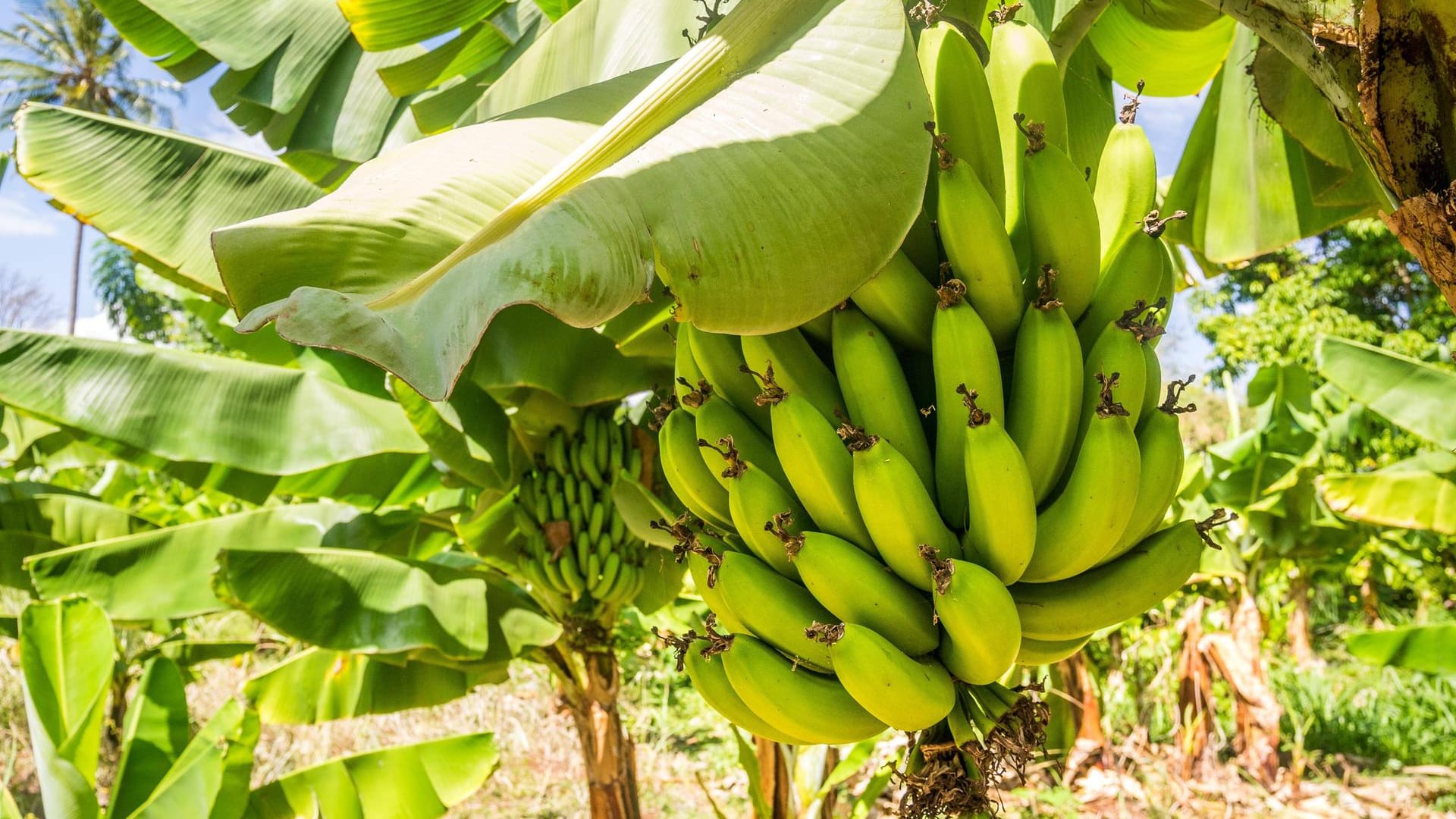 Nahaufnahme einer Cavendish-Bananenstaude: Der Pilz befällt die Staude, allerdings nicht die Früchte.