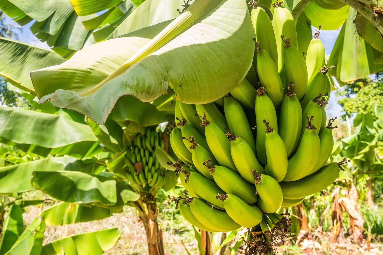 Nahaufnahme einer Cavendish-Bananenstaude: Der Pilz befällt die Staude, allerdings nicht die Früchte.