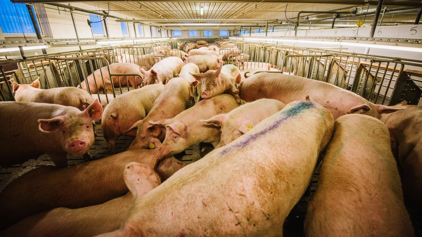 Mastanlage für Schweine: In Bayern sind 2.000 Tiere in einer ähnlichen Anlage gestorben. (Symbolbild)