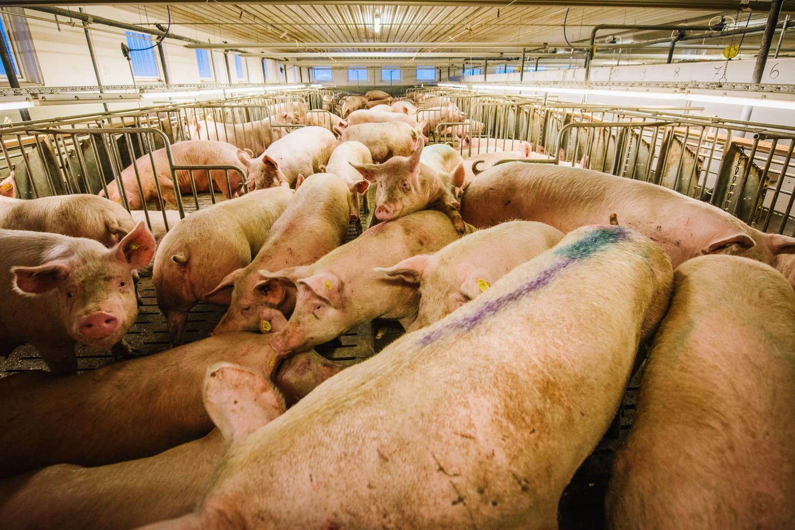 Mastanlage für Schweine: In Bayern sind 2.000 Tiere in einer ähnlichen Anlage gestorben. (Symbolbild)
