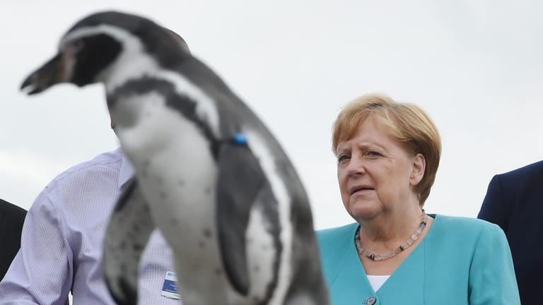 Merkel im Ozeaneum Stralsund: Die Kanzlerin hat die Patenschaft für einen Pinguin übernommen.