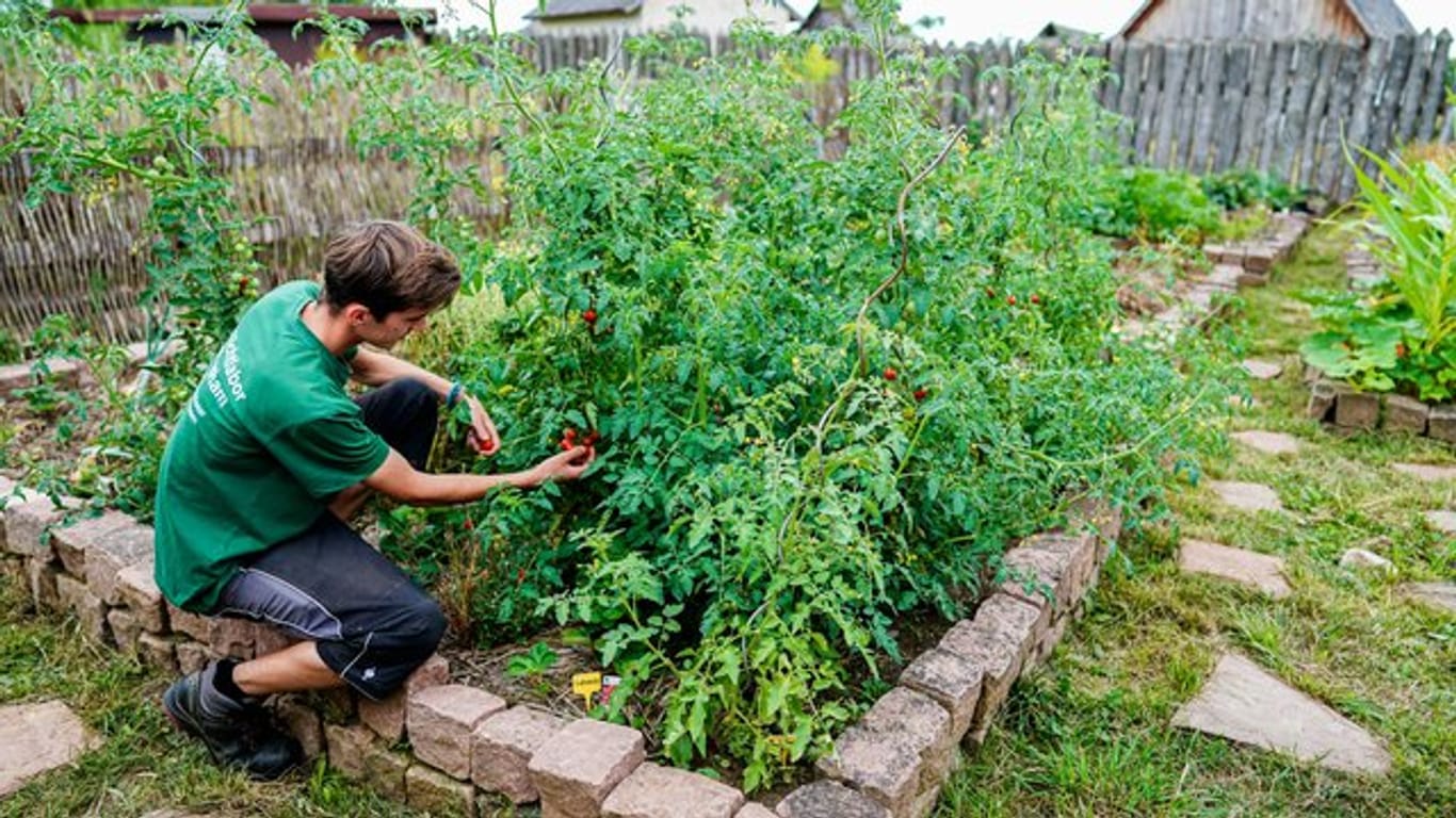 Alexander Lidberg, der ein freiwilliges ökologisches Jahr im Freilichtlabor Lauresham macht, erntet Tomaten im Garten des Freilichtlabors.