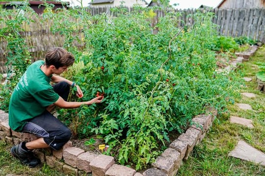 Alexander Lidberg, der ein freiwilliges ökologisches Jahr im Freilichtlabor Lauresham macht, erntet Tomaten im Garten des Freilichtlabors.