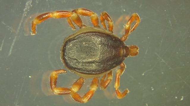 Die sogenannte Hyalomma-Zecke soll erstmals in Deutschland das Zecken-Fleckfieber übertragen haben. Die sogenannte Hyalomma-Zecke soll erstmals in Deutschland das Zecken-Fleckfieber übertragen haben.