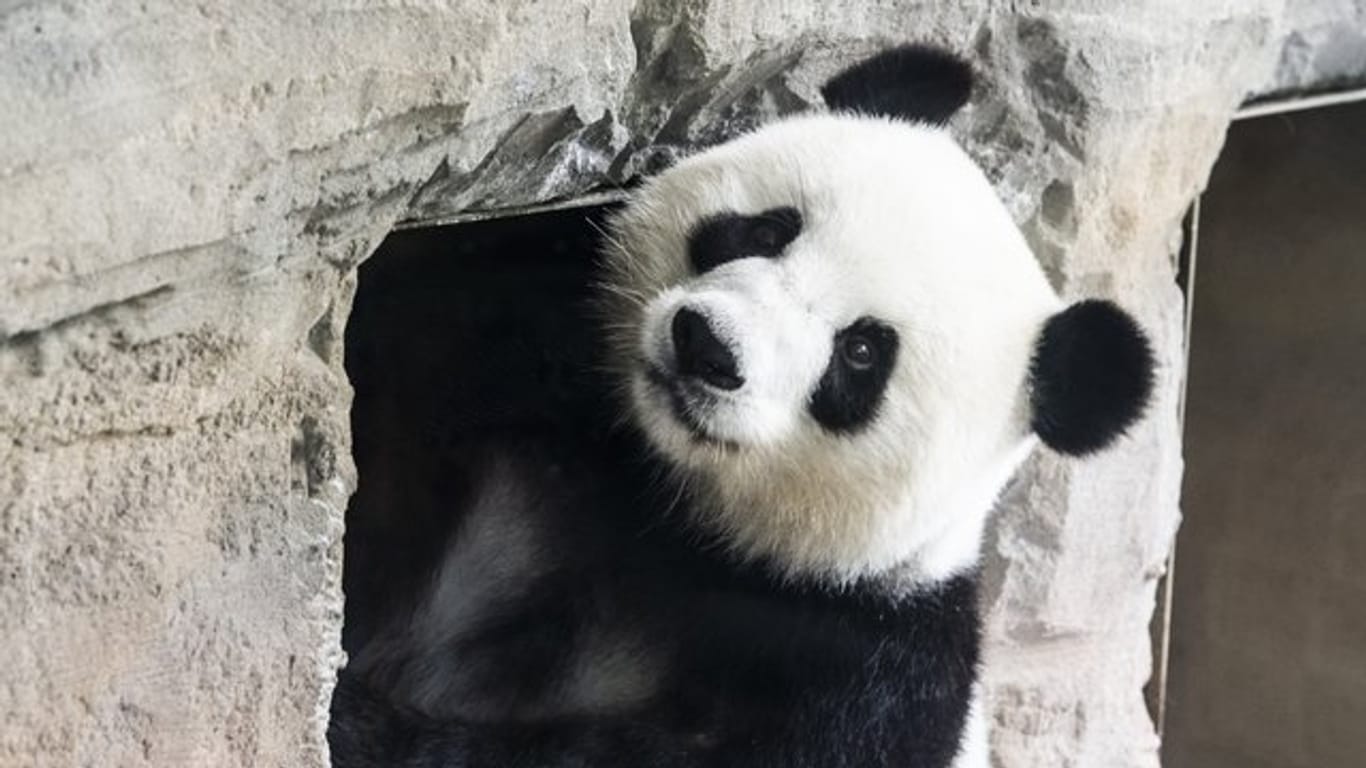 Schwanger oder nicht? Panda-Dama Meng Meng im Berliner Zoo.