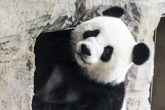 Schwanger oder nicht? Panda-Dama Meng Meng im Berliner Zoo.