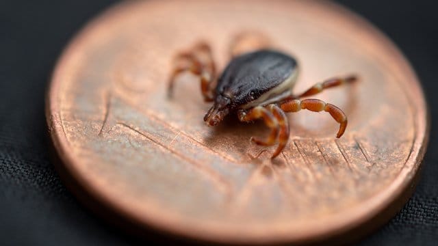 Eine Hyalomma rufipes (Männchen) Zecke liegt auf einer Ein-Cent-Münze. Eine Hyalomma rufipes (Männchen) Zecke liegt auf einer Ein-Cent-Münze.