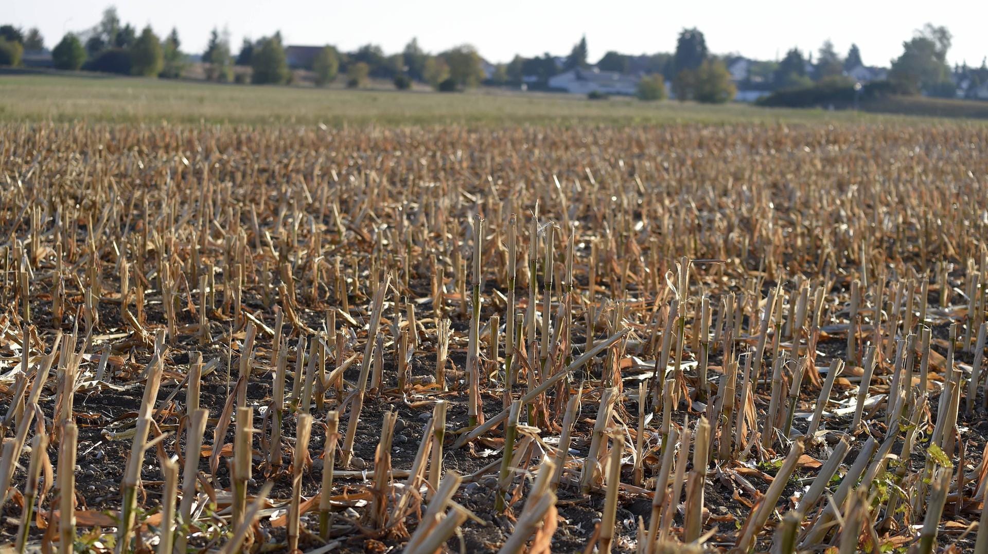 Durch fehlende Niederschläge herrscht auch in Niederbayern Trinkwasserknappheit (Symbolbild).