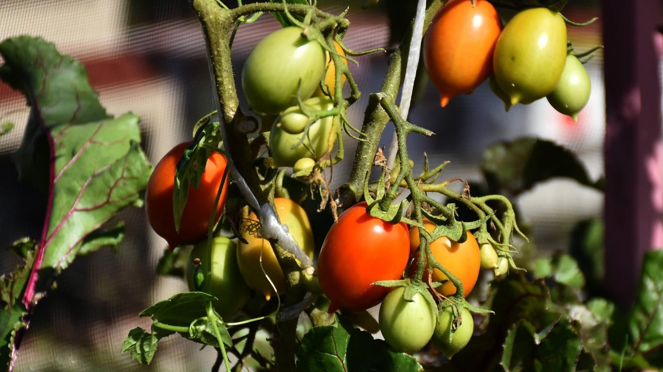 Sonnengereifte Tomaten: Gemüse sollte eher morgens geerntet werden.