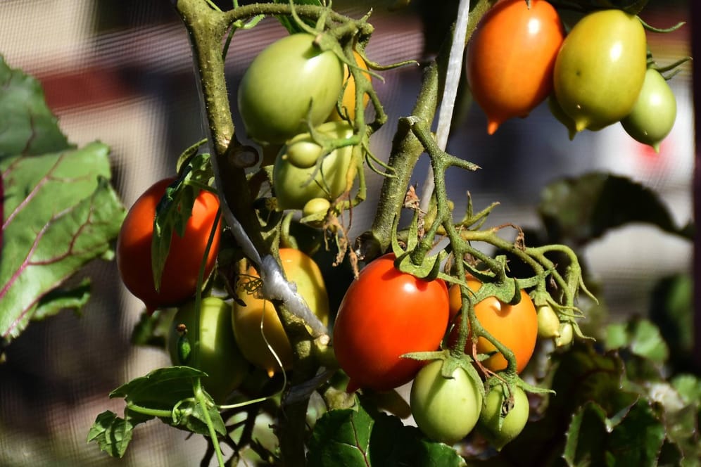 Sonnengereifte Tomaten: Gemüse sollte eher morgens geerntet werden.