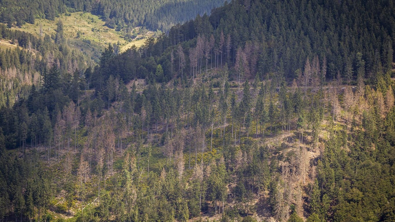 Waldsterben im Schwarzwald: In Folge der Klimakrise vermehren sich die Borkenkäfer schneller als gewohnt.