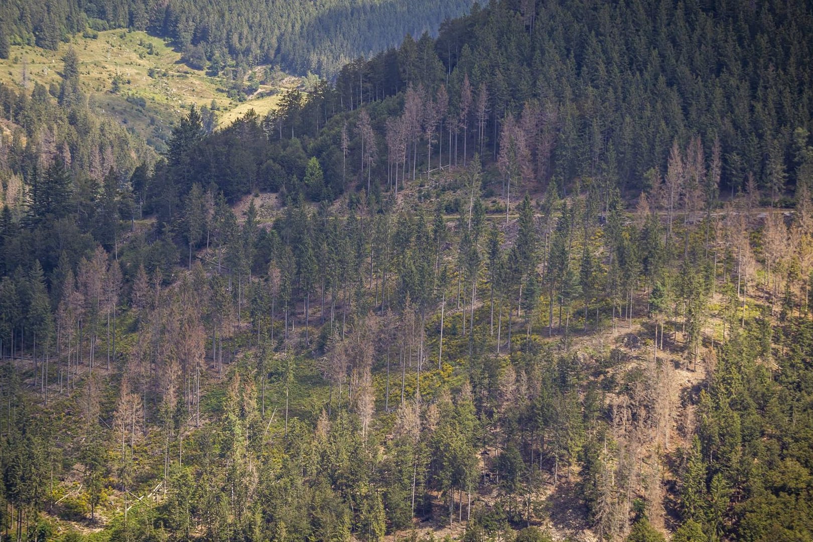 Waldsterben im Schwarzwald: In Folge der Klimakrise vermehren sich die Borkenkäfer schneller als gewohnt.