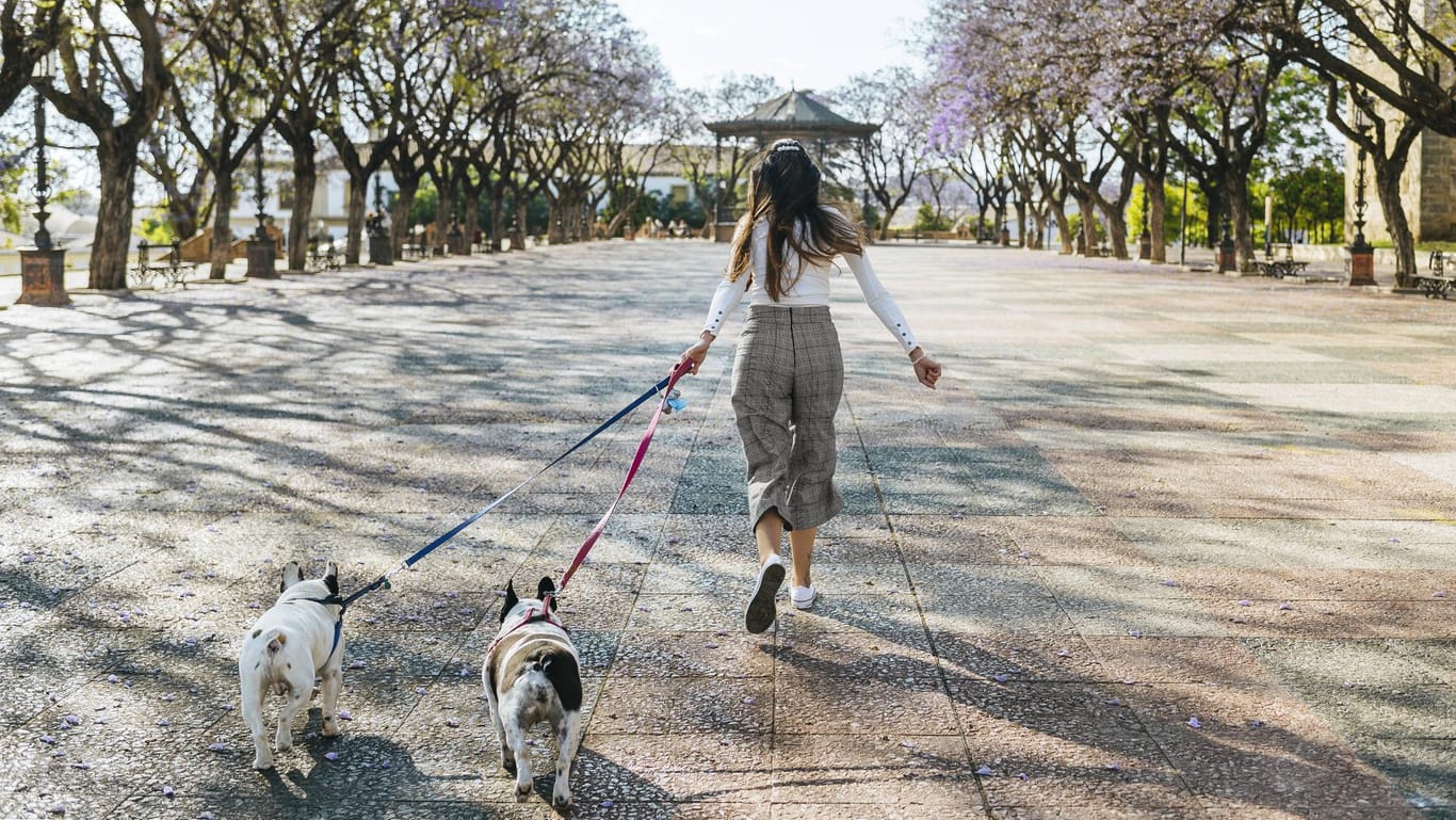 Eine Frau geht mit ihren Hunden Gassi: In Hundeauslaufgebieten geht das auch ohne Leine.