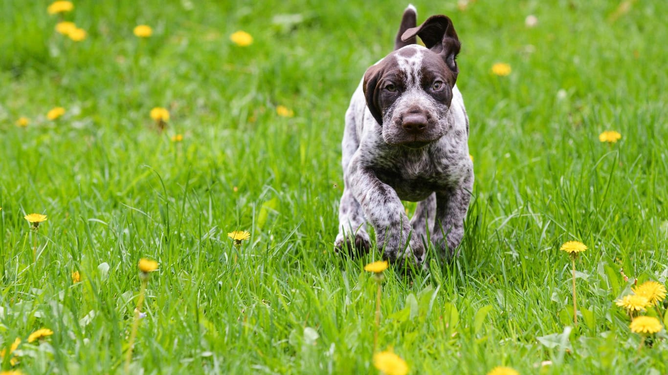 Ein Hund rennt über eine Wiese: Ohne Leine macht das am meisten Spaß.