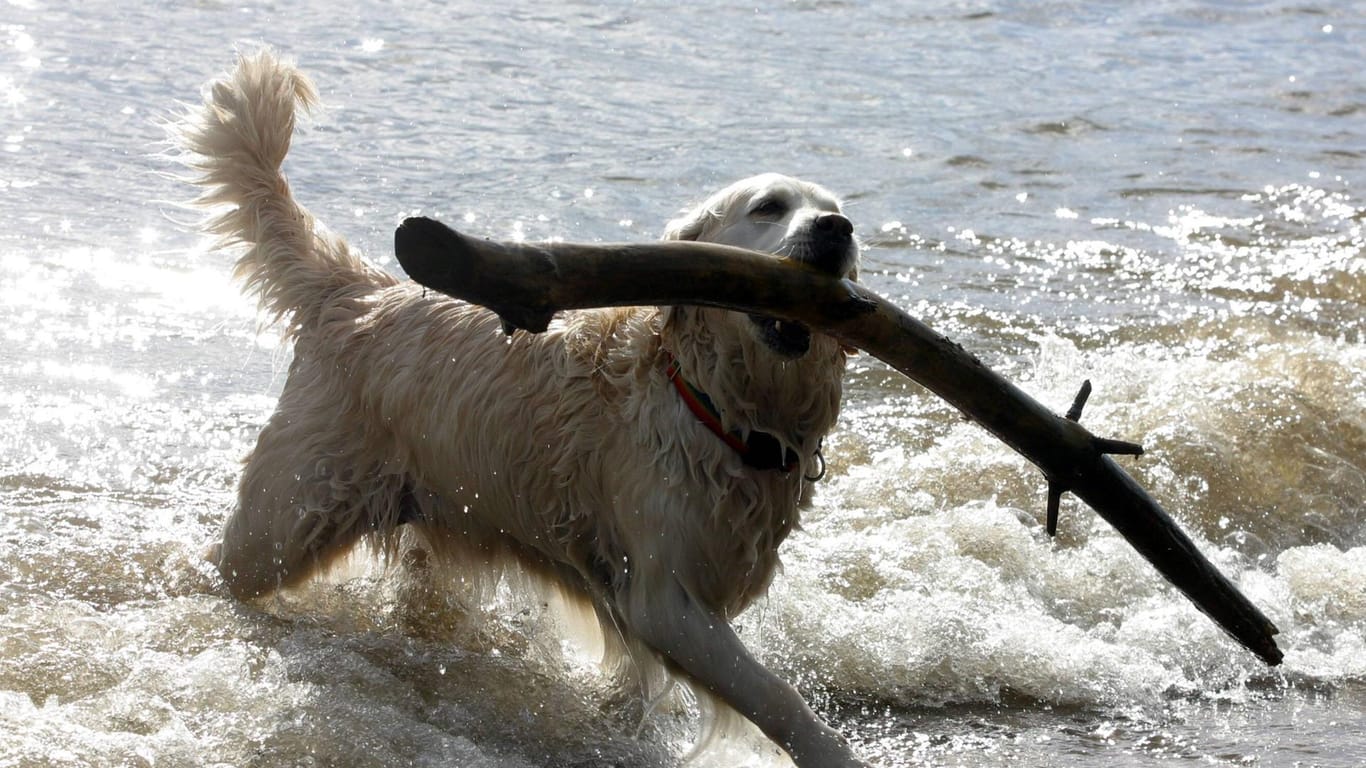 Ein Hund apportiert einen Ast aus der Elbe: Am Strand von Oevelgönne ist Hunden das Baden gestattet.