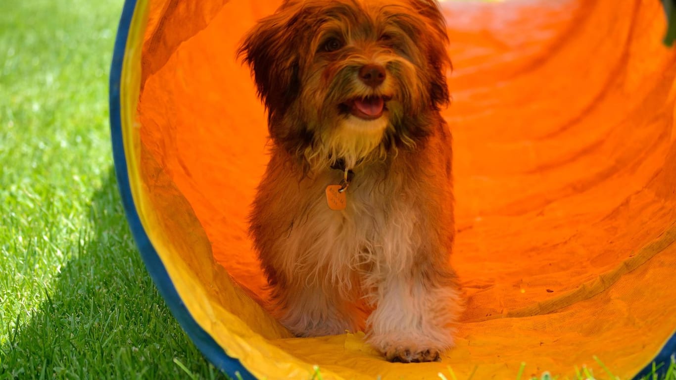 Ein Havaneser, der durch einen Tunnel läuft: Agility-Training ist sehr wichtig für Hunde.