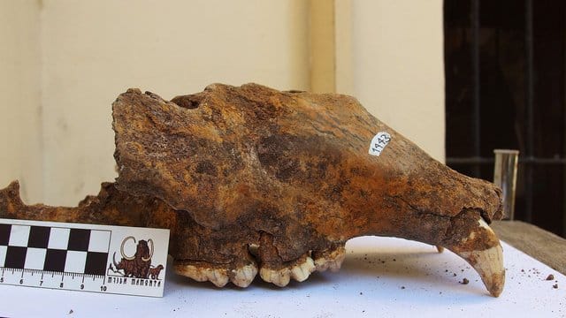 Teile des Schädels eines Höhlenbären im Naturhistorischen Museum Belgrad. Teile des Schädels eines Höhlenbären im Naturhistorischen Museum Belgrad.