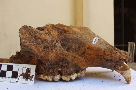 Teile des Schädels eines Höhlenbären im Naturhistorischen Museum Belgrad.