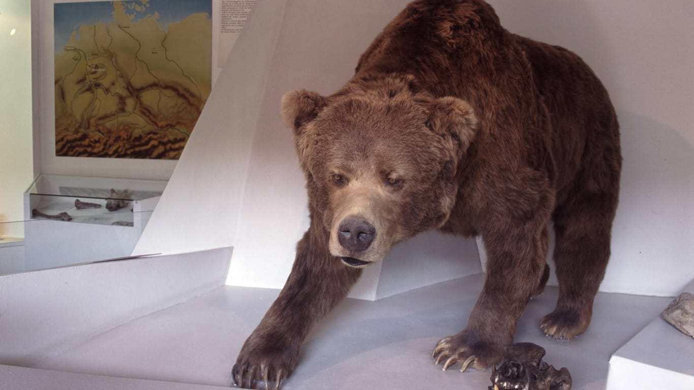 Vor etwa 40.000 Jahren ging die Population der Höhlenbären drastisch zurück.