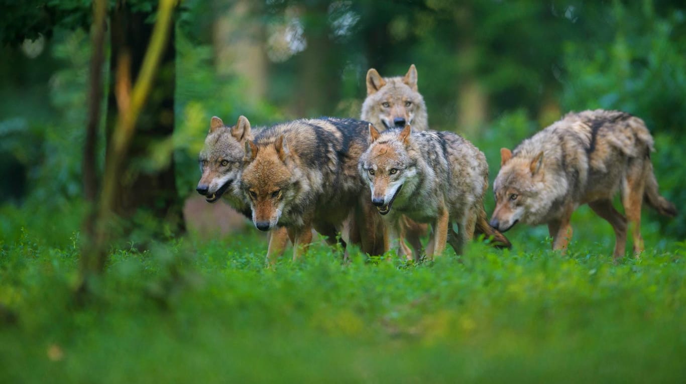 Ein Wolf auf einer Waldlichtung in Sachsen: In Deutschland ist das Tier ein Politikum.