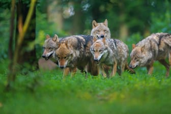 Ein Wolf auf einer Waldlichtung in Sachsen: In Deutschland ist das Tier ein Politikum.