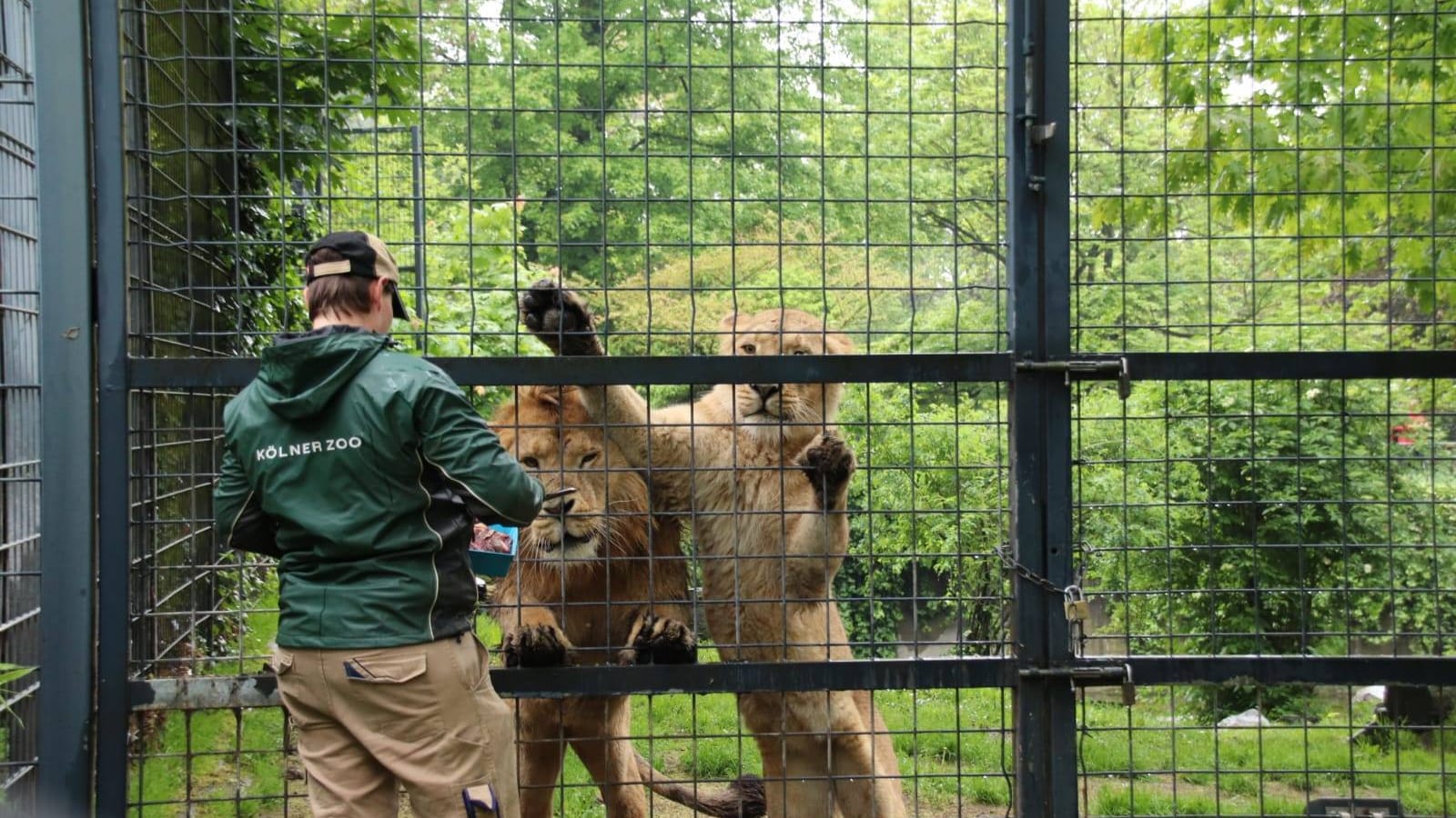 "Gina" und "Navin" bei der Fütterung: Das Pärchen durfte nun in ihr neues Gehege einziehen.