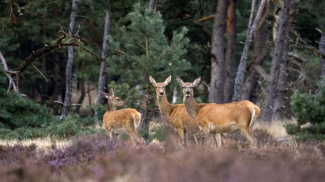 Heidegebiet: Rotwild ist in der Heide beheimatet.