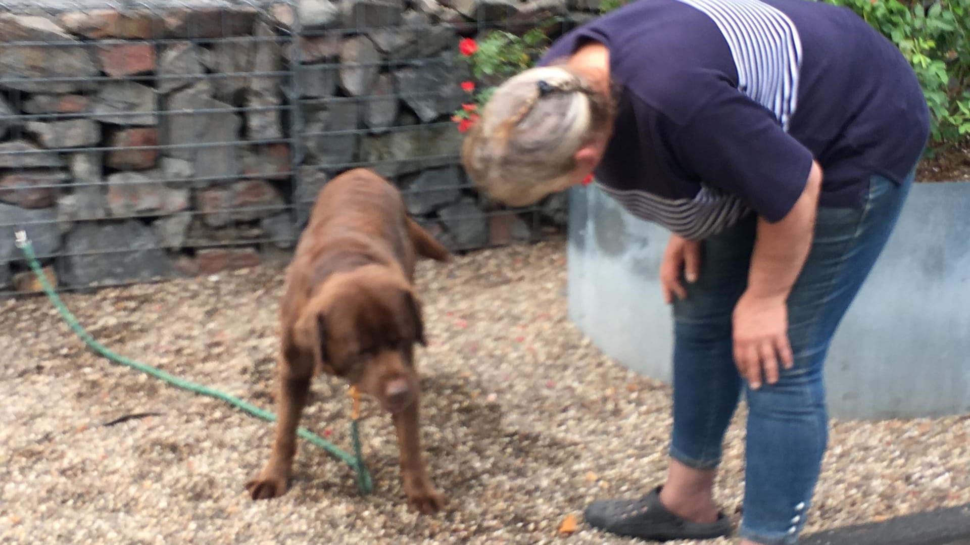 Ein Labrador: Das Tier wartet geduldig auf sein Herrchen, das Futter für es bei der Tafel abholt.