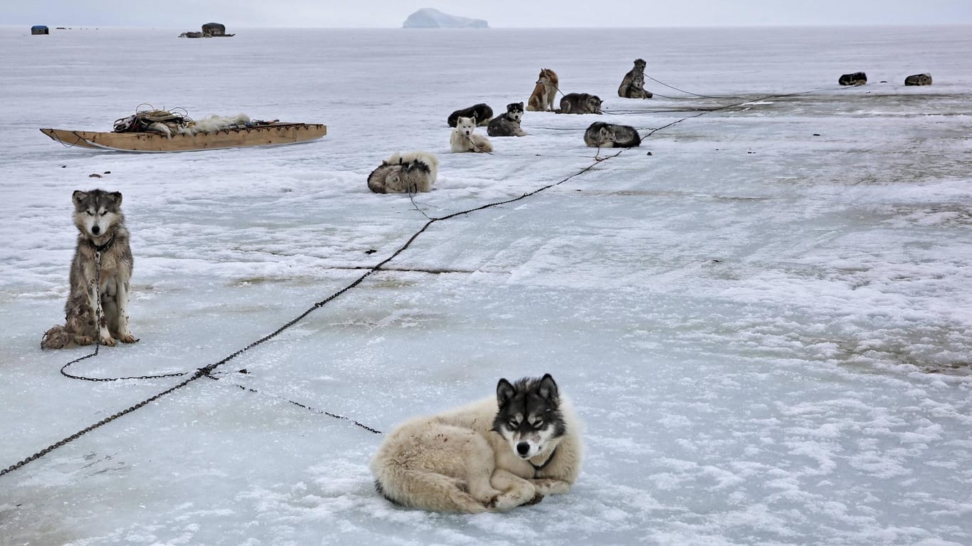 Schlittenhunde in Pont Inlet: Noch gibt es Eis, auf dem die Tiere ihre Schlitten ziehen können. Doch die Einheimischen merken, dass das Eis merklich zurückgeht.