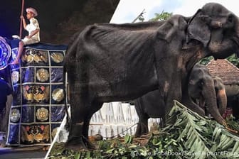 Eine Parada in Sri Lankas Kulturzentrum Kandy im August: Die Elefantenkuh Tikiri ist sichtbar abgemagert, nun ist die Elefantenkuh tot.