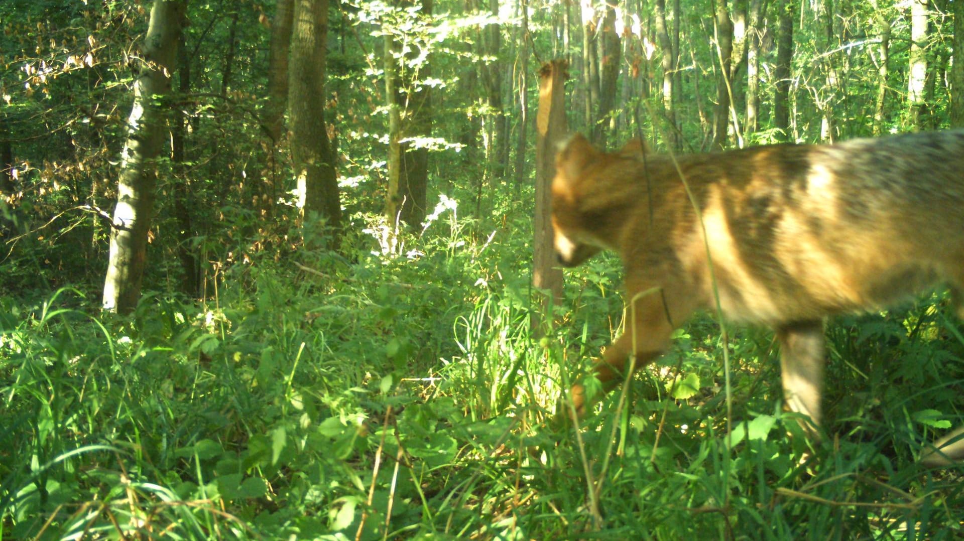 Der Goldschakal im Thüringer Nationalpark Hainich