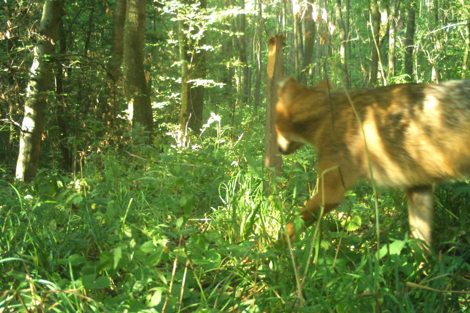 Der Goldschakal im Thüringer Nationalpark Hainich