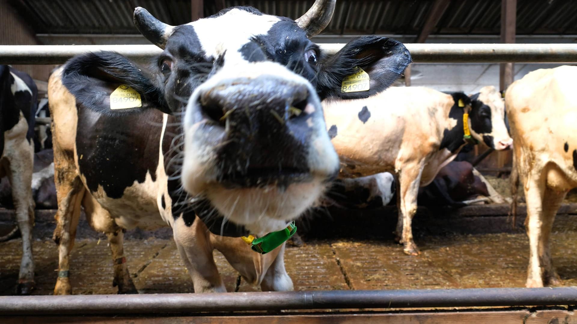 Tierhaltung: Ein neues Logo soll anzeigen, welche Standards der Betrieb bei der Haltung einhält.