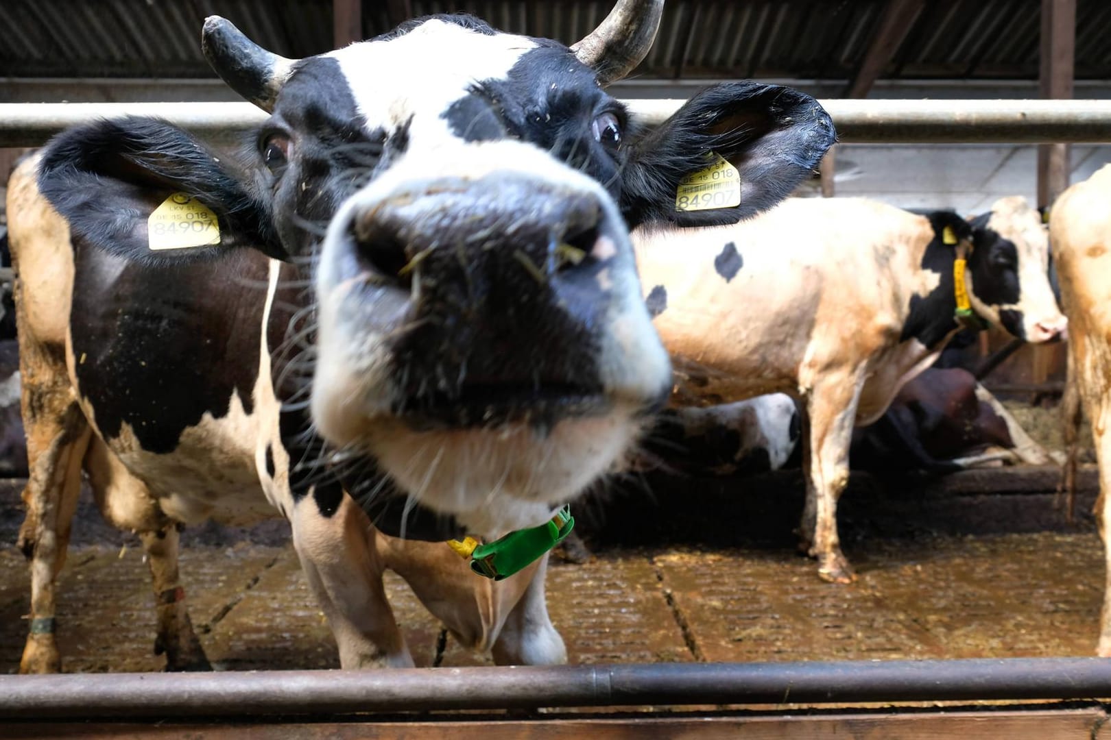 Tierhaltung: Ein neues Logo soll anzeigen, welche Standards der Betrieb bei der Haltung einhält.