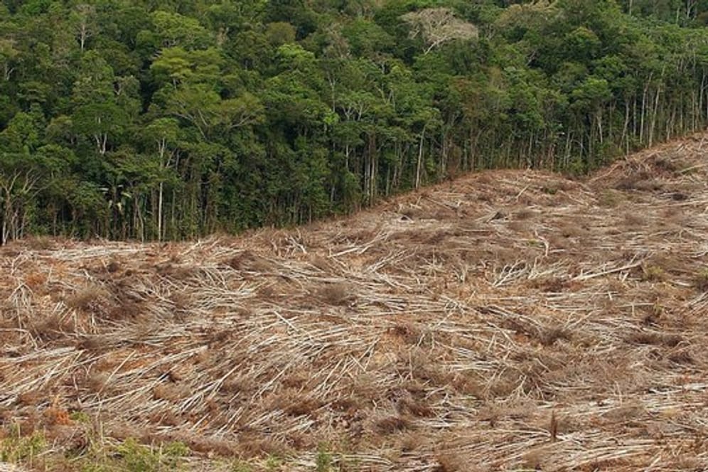 Zwischen August 2018 und Juli 2019 sind laut Nichtregierungsorganisation Imazon 5054 Quadratkilometer Regenwald in Brasilien gerodet worden.