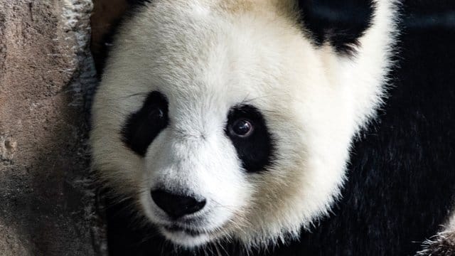 Die Ungewissheit über eine mögliche Trächtigkeit der Panda-Dame Meng Meng im Berliner Zoo hält an. Die Ungewissheit über eine mögliche Trächtigkeit der Panda-Dame Meng Meng im Berliner Zoo hält an.