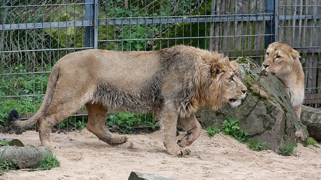 Das Löwenweibchen Gina (rechts) beobachtet den Löwen Navin in ihrem Gehege im Kölner Zoo. (Archivfoto)