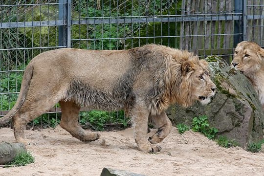 Löwen im Kölner Zoo