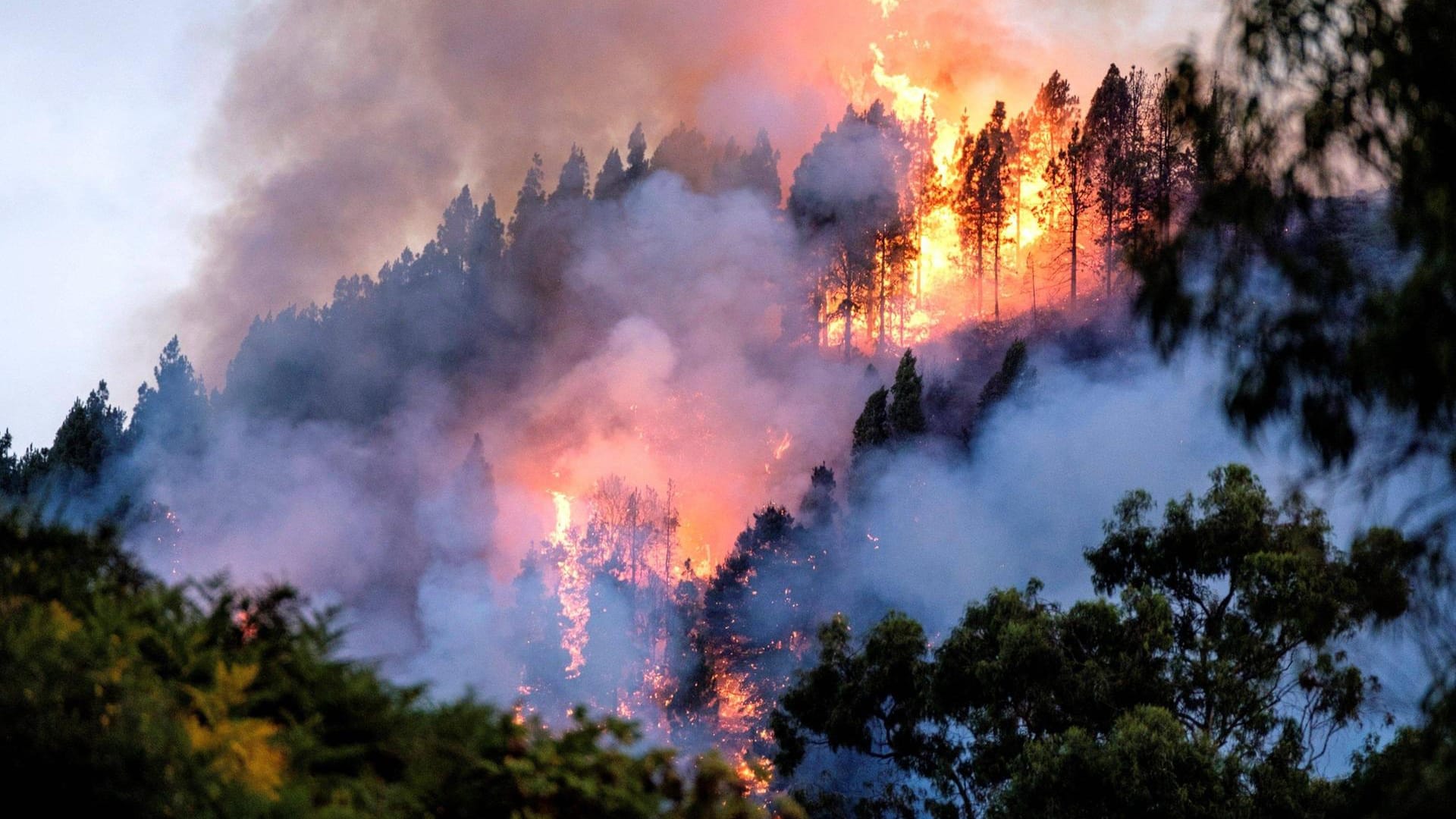 Feuer in Valleseco auf Gran Canaria: Wieder müssen Tausende Menschen in Sicherheit gebracht werden.