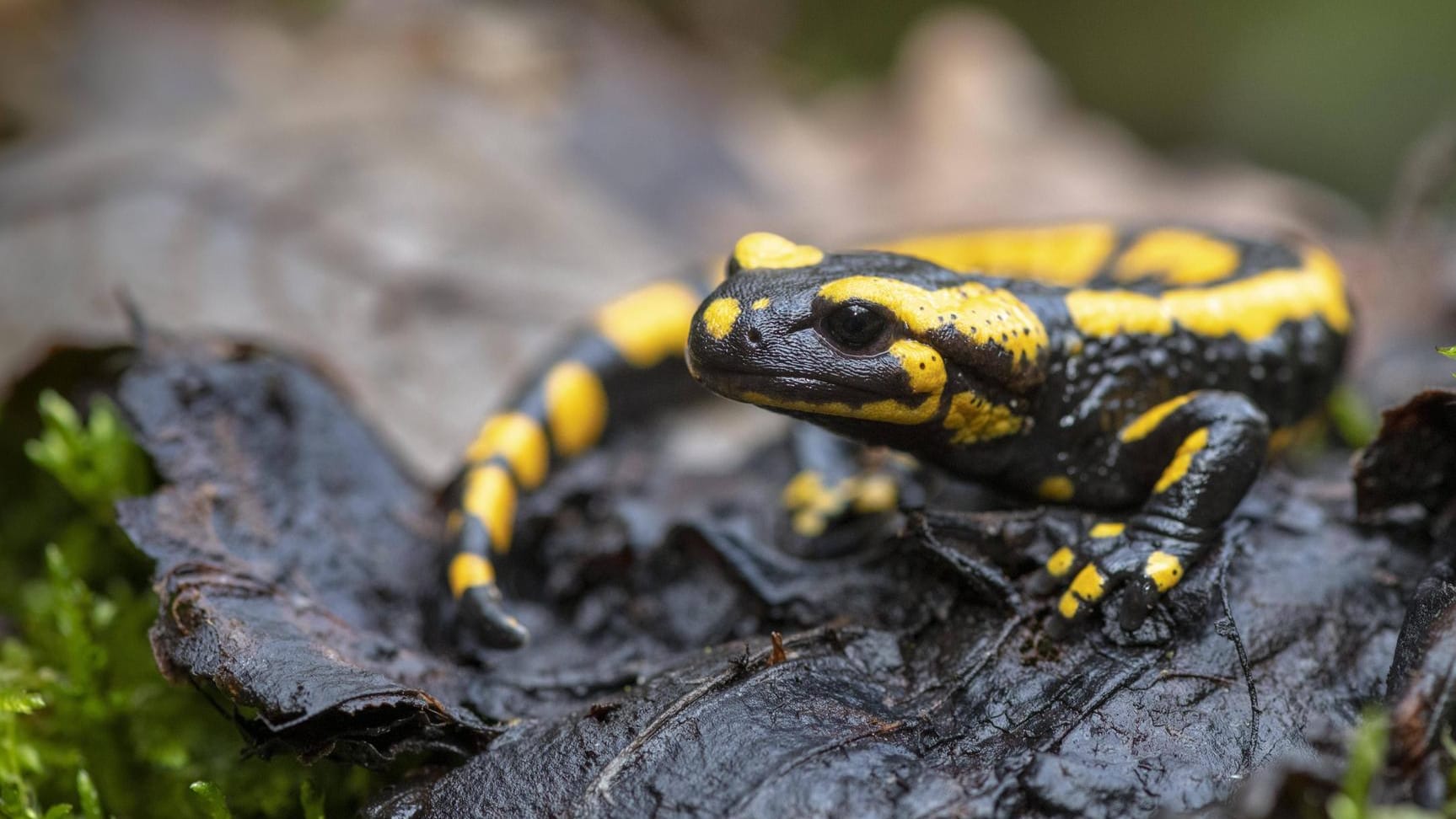 Ein Feuersalamander krabbelt durch das nasse Laub: