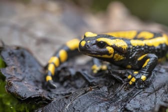 Ein Feuersalamander krabbelt durch das nasse Laub: