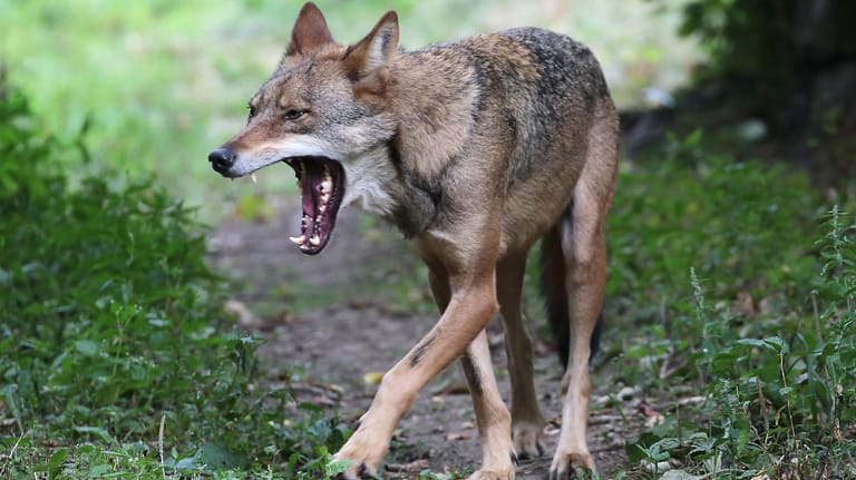 Ein Wolf: Beim Landesumweltamt in Nordrhein-Westfalen gehen immer mehr Hinweise auf Wölfe ein. (Symbolbild)