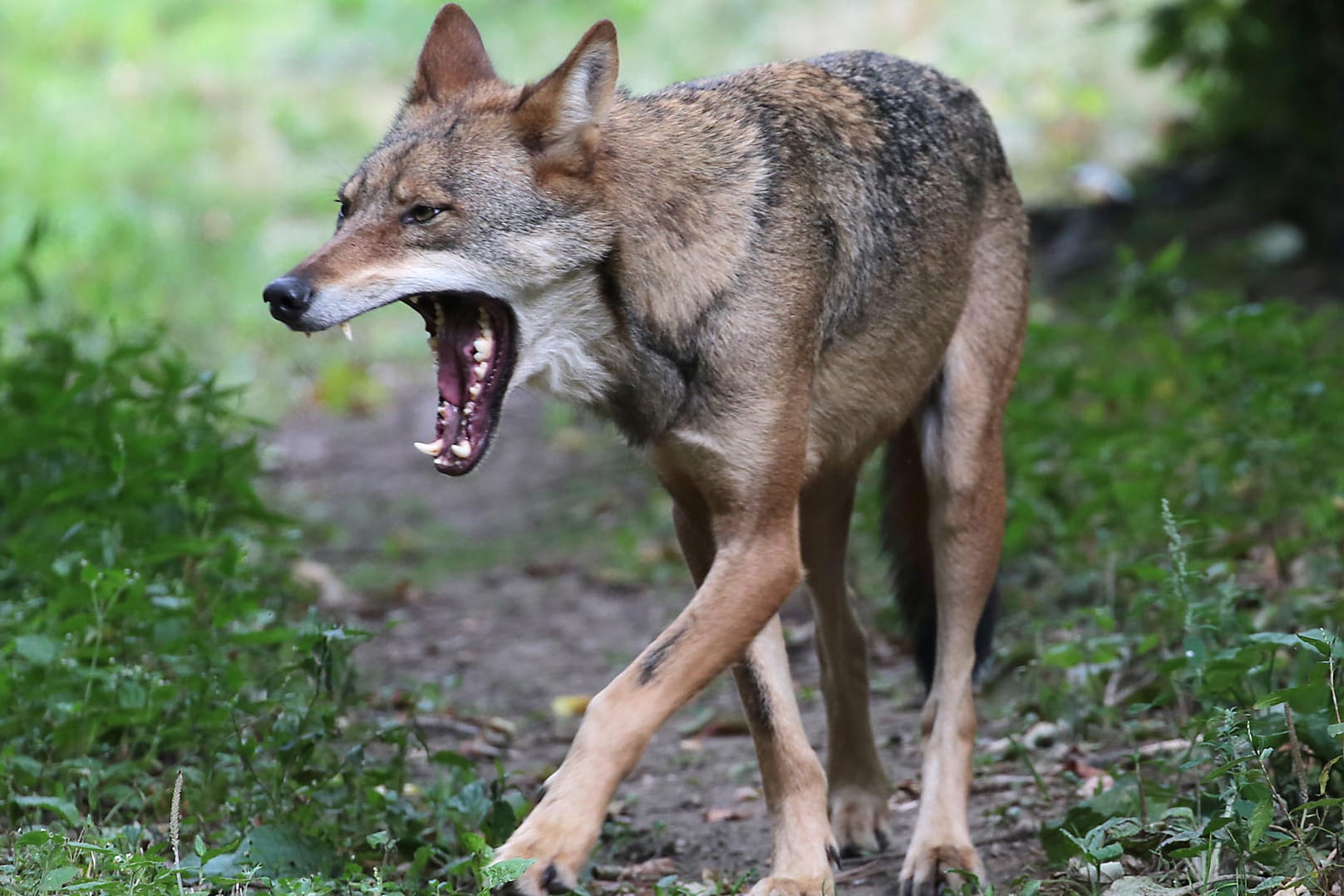 Ein Wolf: Beim Landesumweltamt in Nordrhein-Westfalen gehen immer mehr Hinweise auf Wölfe ein. (Symbolbild)