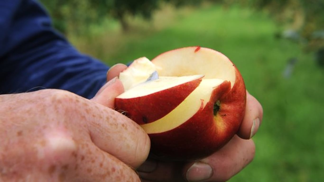 Äpfel sind gesund - insbesondere für Raucher und Trinker.